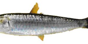 SARDINE