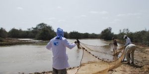 Mission pour la caractérisation de l’écosystème du Parc National du Diawling